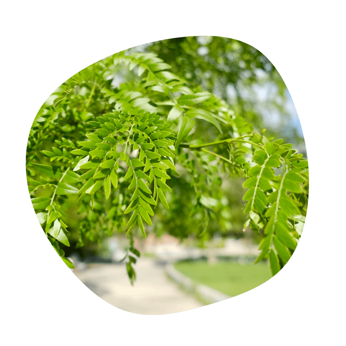 Gledíčia trojtŕňová