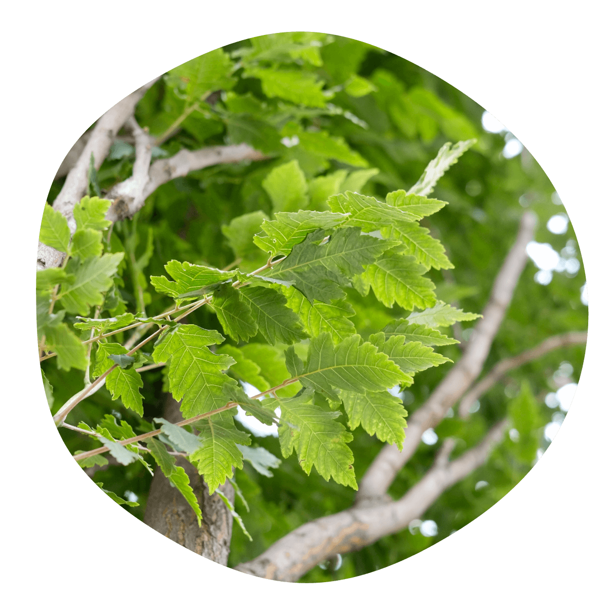 Jaseňovec metlinatý